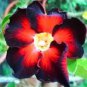 'Black Fire' Adenium Obesum 2 PCS Seeds