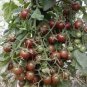 'Black Onyx' Tomato Professional Pack 500 PCS Seeds