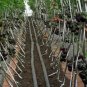 'Black Onyx' Tomato Professional Pack 500 PCS Seeds