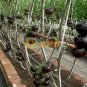 'Black Onyx' Tomato Professional Pack 500 PCS Seeds