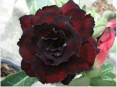 'Black Peacock' Adenium Desert Rose 2 PCS Seedss