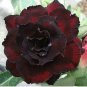 'Black Peacock' Adenium Desert Rose 2 PCS Seedss