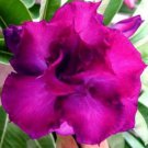 'Blue Spirit' Adenium Obesum Perennial Bonsai Flower 2 PCS Seedsss