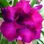 'Blue Spirit' Adenium Obesum Perennial Bonsai Flower 2 PCS Seedsss