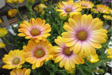 'Blue-eyed Beauty' African Daisy Fantastic Annual Gerbera jamesonii Flowers 100 PCS Seeds