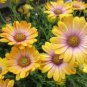 'Blue-eyed Beauty' African Daisy Fantastic Annual Gerbera jamesonii Flowers 100 PCS Seeds