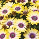 'Blue-eyed Beauty' African Daisy Fantastic Annual Gerbera jamesonii Flowers 1000 PCS Seeds 'Blue-eyed Beauty' African Daisy Fantastic Annual Gerbera jamesonii Flowers 1000 PCS Seeds