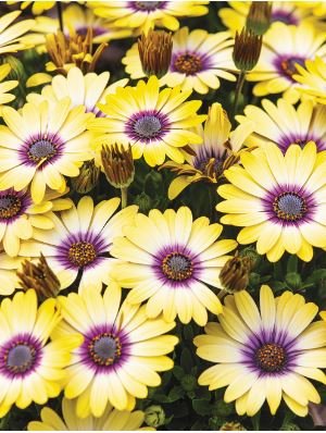 'Blue-eyed Beauty' African Daisy Fantastic Annual Gerbera jamesonii Flowers 1000 PCS Seeds