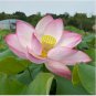 'Bride' Red Lotus Flower Water Lily Flower Aquatic Plants 1 PCS Seeds