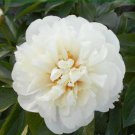 'Caifeng' Pinkish White Peony 5 PCS Seeds 'Caifeng' Pinkish White Peony 5 PCS Seeds