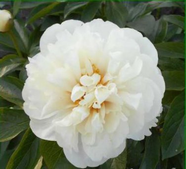 'Caifeng' Pinkish White Peony 5 PCS Seeds