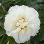 'Caifeng' Pinkish White Peony 5 PCS Seeds