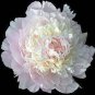 'Caifeng' Pinkish White Peony 5 PCS Seeds
