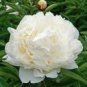 'Caifeng' Pinkish White Peony 5 PCS Seeds