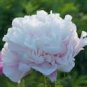'Caifeng' Pinkish White Peony 5 PCS Seeds