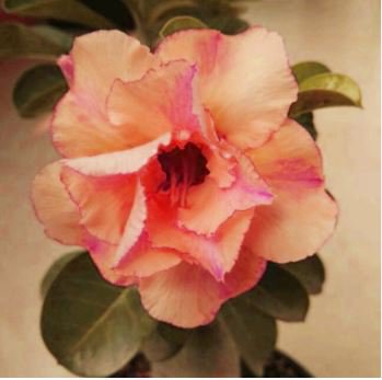 'Changing Faces' Adenium Desert Rose 2 PCS Seeds