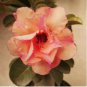 'Changing Faces' Adenium Desert Rose 2 PCS Seeds