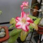 'Changing Faces' Adenium Desert Rose 2 PCS Seeds