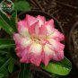 'Changing Faces' Adenium Desert Rose 2 PCS Seeds