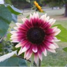'Cherry Rose Hybrid' Dark Red Ornamental Sunflower 20 PCS Seeds 'Cherry Rose Hybrid' Dark Red Ornamental Sunflower 20 PCS Seeds