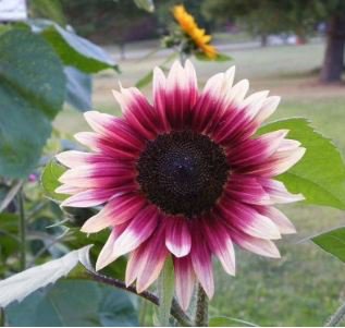 'Cherry Rose Hybrid' Dark Red Ornamental Sunflower 20 PCS Seeds