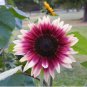 'Cherry Rose Hybrid' Dark Red Ornamental Sunflower 20 PCS Seeds
