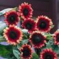 'Cherry Rose Hybrid' Dark Red Ornamental Sunflower 20 PCS Seeds