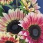 'Cherry Rose Hybrid' Dark Red Ornamental Sunflower 20 PCS Seeds