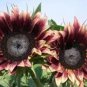'Cherry Rose Hybrid' Dark Red Ornamental Sunflower 20 PCS Seeds