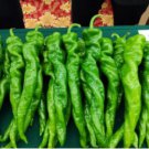 'Chitterlings' Green Red Hot Pepper Vegetable 30 PCS Seeds