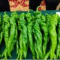 'Chitterlings' Green Red Hot Pepper Vegetable 30 PCS Seeds