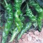 'Chitterlings' Green Red Hot Pepper Vegetable 30 PCS Seeds