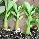 'Chounv Wudi' Adenium Desert Rose 2 PCS Seeds