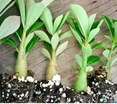 'Chounv Wudi' Adenium Desert Rose 2 PCS Seeds