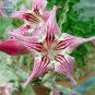'Chounv Wudi' Adenium Desert Rose 2 PCS Seeds