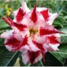 'Color Butterfly' Desert Rose White Red Adenium 2 PCS Seeds 'Color Butterfly' Desert Rose White Red Adenium 2 PCS Seeds