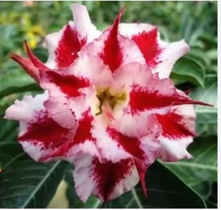 'Color Butterfly' Desert Rose White Red Adenium 2 PCS Seeds