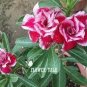 'Color Butterfly' Desert Rose White Red Adenium 2 PCS Seeds