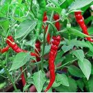 'Cow-horn' Large Long Cayenne Pepper Vegetable 30 PCS Seeds