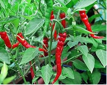 'Cow-horn' Large Long Cayenne Pepper Vegetable 30 PCS Seeds