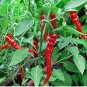 'Cow-horn' Large Long Cayenne Pepper Vegetable 30 PCS Seeds