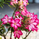 'Cyclone' Double Adenium Desert Rose 2 PCS Seeds 'Cyclone' Double Adenium Desert Rose 2 PCS Seeds