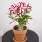 'Cyclone' Double Adenium Desert Rose 2 PCS Seeds