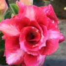 'dancing pink girl' Adenium Desert Rose 2 PCS Seeds