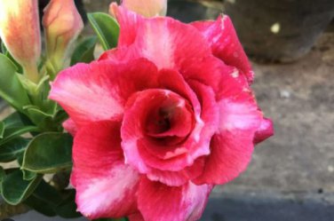 'dancing pink girl' Adenium Desert Rose 2 PCS Seeds