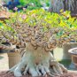 'Dazzling Girl' Colorful Adenium Desert Rose Bonsai 2 PCS Seeds