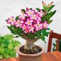 'Dazzling Girl' Colorful Adenium Desert Rose Bonsai 2 PCS Seeds