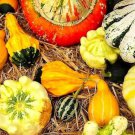 'Diamon' Pumpkin Ornamental Edible Vegetable 8 PCS Seeds