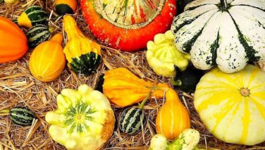 'Diamon' Pumpkin Ornamental Edible Vegetable 8 PCS Seeds
