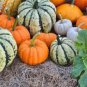 'Diamon' Pumpkin Ornamental Edible Vegetable 8 PCS Seeds